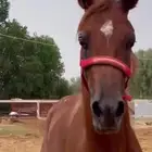 خيل