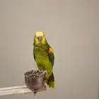 ببغاء امزون