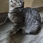 قطة شيرازي