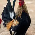 ديك عربي أفرق فاخر