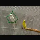 ببغاء بادجي