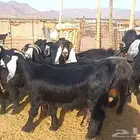 ( تم البيع ) مراح معزا فواخر ودفيع