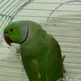 ذكر دره هندي