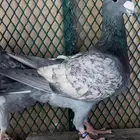 تم البيع