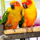 مفقود زوج صن كنيور