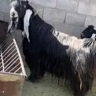 تيس عارضي صنف الصنف