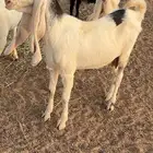 معزى مضاريع