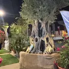 شجر زيتون معمر وفايكس ميكروكاربا بونساي