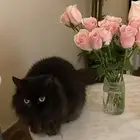 قطه للتبني