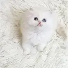 كتن هجين بيرشن ذكر لعوب للبيع