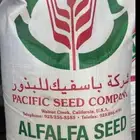 متوفر بذار برسيم