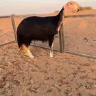 شاه ثنيه