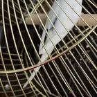 بادجي ذكر للبيع