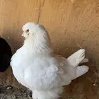 حمام كنق مودينا الحد 100