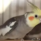 كروانات اليفه جميع الالوان