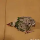 فرخ كنيور يلو سايد رد فاكتور