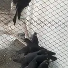 حمام قلابي صندقة