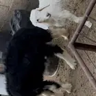 طلي نجدي ورخل حري