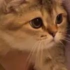 قطو ذكر لتبني سكوتش ستريت