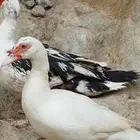 بط بلدي وبكيني الموقع الداير