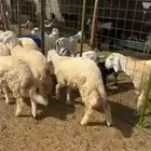 طليان حرية فاخر للبيع في الحرازات