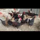 دجاج للبيع الموقع الداير