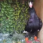 حمام شامي مسود