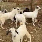 تيوس بيشيه فل شحم نظيفة من اي شي