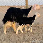 نجديه جذعه خصم تحتها طلي مشروع فحل