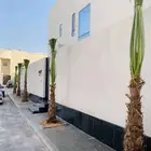 وشنطن يوجد لدينا جميع انواع النخل الواشنطن والنخل العربي