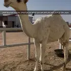 قعود أوضح كفو (مفرود )