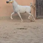 فرس واهو فاخره حفيدة جستس ولقاح 10 اشهر