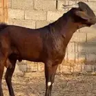 تيس جنوبي مشروع فحل