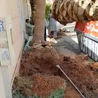 نقل وتكريب وازالة نخل واشنطني وعربي وازالة شجر