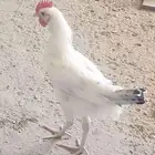 ديك بلدي ابيض - للبيع  تبوك