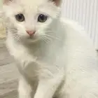 قطط لتبني انثى وذكر