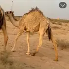 قعود اشقح