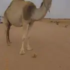 حايل للبيع