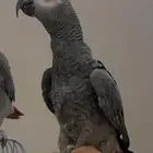 للبيع كاسكو احتمال كبير ذكر