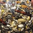 أكل طيور شركة وايت مولين الهولنديه تاريخ جديد للببغاوات