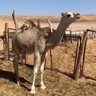 قعود بري عدل طيب