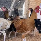 ديك تركي وهجين تركي