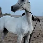 (تم البيع )مهرة شعبية من نوادر الشعبيات