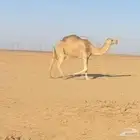 ضرايب للبيع