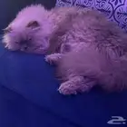 قطوة ضايعة بحي البوادي صارلها فترا طويلة