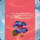 مدرس مجال صفوف اولية