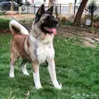 امريكان اكيتا