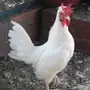 ديك كويتي 