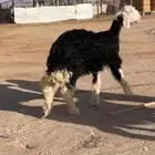 للبيع رخل نجديه كفوو