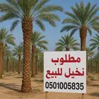 نشتري نخيل من 3 متر وفوق
